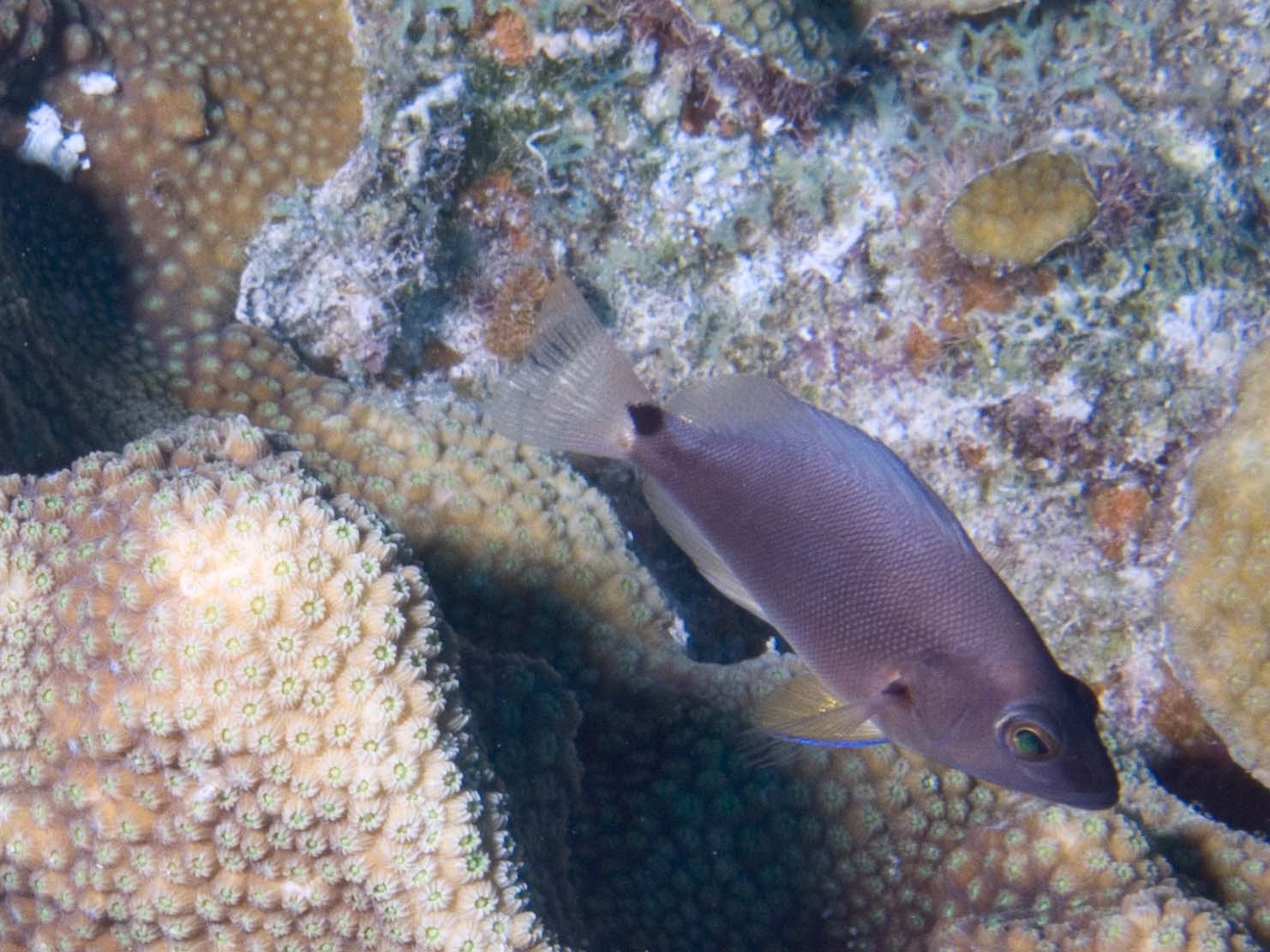 gal/Bonaire 2006/UnknownfishCropped5x3.jpg